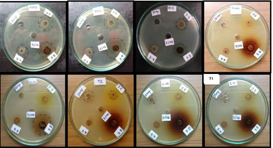 Figure. 2: Antimicrobial activity of 70% ethanolic extracts on isolates. 