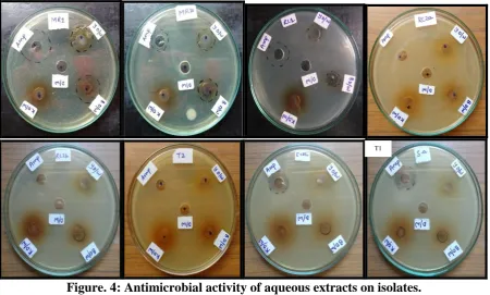 Figure. 4: Antimicrobial activity of aqueous extracts on isolates. 