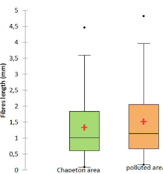 Figure  4.  Box  plots  comparing  the  length  of  fibres  from  a  highly  and  a  less  polluted  environment
