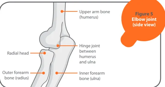 Figure 5 shows a healthy elbow joint. 