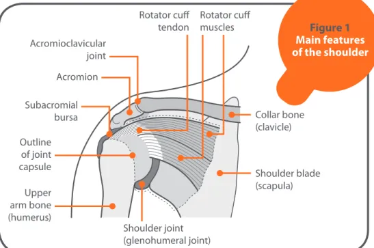 Figure 1  Main features  of the shoulder Upper   arm bone   (humerus) Outline of joint capsule Subacromial bursa Acromioclavicular joint Rotator cuff 