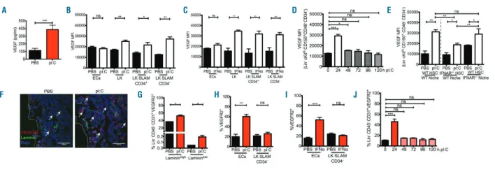 Figure 6. Bone marrow (BM) vascular endothelial growth factor (VEGF) is modulated by the interferon mimetic, pI:C