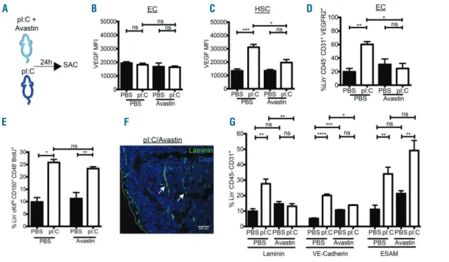 Figure 7. The IFN mimetic-, pI:C, mediated stimulation of bone marrow (BM) endothelial cells (ECs) is mediated by vascular endothelial growth factor (VEGF) sig- sig-naling