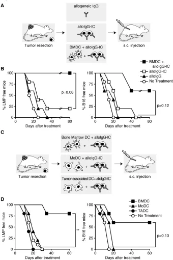 Figure 1. AlloIgG-IC-loaded BMDC, but not TADC or MoDC, prevent tumor recurrence 