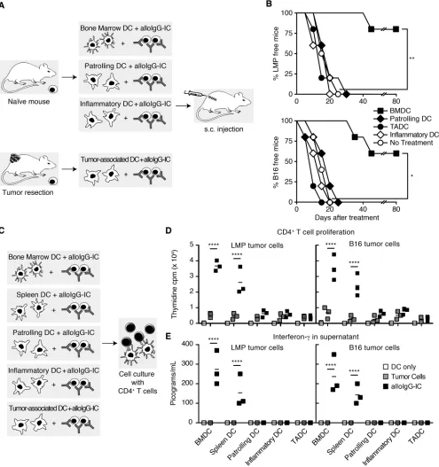 Figure 2. AlloIgG-IC-loaded BMDC induce T cell immunity to prevent tumor recurrence. (of 4 independent experiments performed (comparisons test