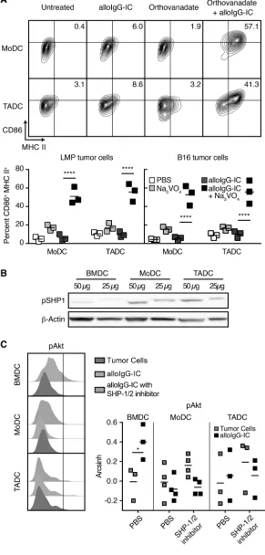 Figure 5. Broad blockade of protein tyrosine phosphatases enables activation of TADC and MoDC by alloIgG-IC