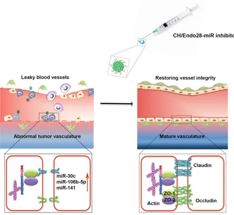 Figure 6. Proposed model of effects of miR silencing on restoring tight junction function and reducing vessel permeability.