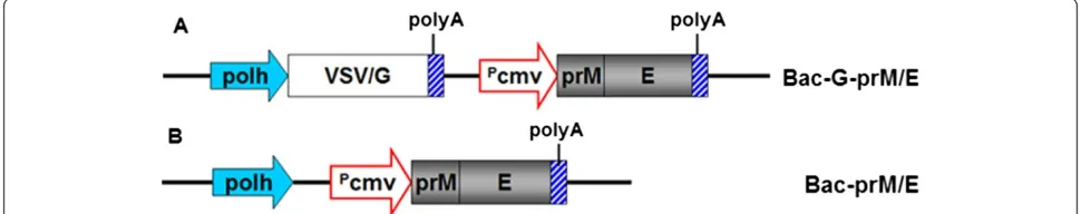 Figure 1 Schematic presentation for the construction of the recombination baculoviruses used in this study