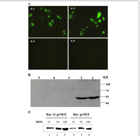 Figure 2 Expression of WNV protein in baculovirus-transduced cells. (A) BHK-21 cells were transduced with Bac-G-prM/E (A-1), Bac-prM/E (A-2),Bac-G-EGFP (A-3), or Bac-EGFP (A-4), at a MOI of 100