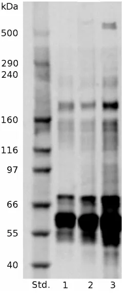 Figure 4.19:Protein adsorptionafter treatment with 0.1% SDS,where (Std.)HImark Standard,(1)TCPcontrol,(2)RandomPA6, (3) Aligned PA6, (4) Ran-dom PA6/CNT and (5) AlignedPA6/CNT