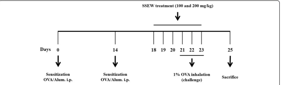 Figure 1 Asthmatic mouse model: airway inflammation and treatment with SSEW.