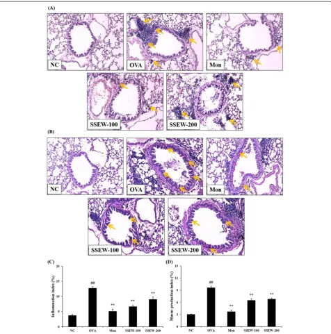 Figure 5 Effect of SSEW on airway inflammation and airway goblet cell hyperplasia in the lung tissues of OVA-induced mice