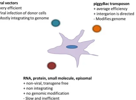 Figure  4.  Advantages  and  disadvantages  of  reprogramming  methods  Figure  shows  main  types  of  reporgramming  methods  to  develop  human  induced  pluripotent  stem  cells  from adult, somatic cells