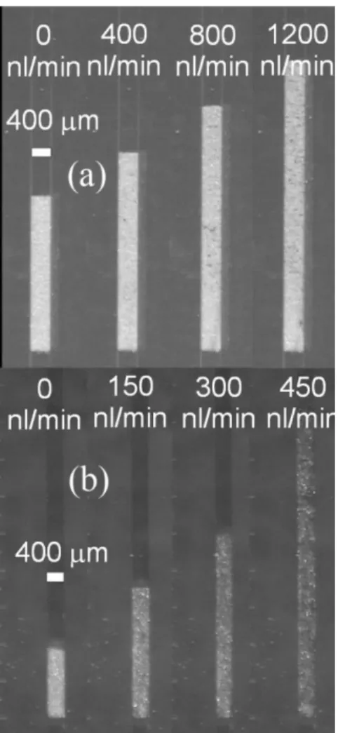 Fig. 5: Optical micrograph showing glass particles inside PDMS channels for Tween-80  aqueous solution as the fluidizing medium: (a) before elutriation; and (b) after 
