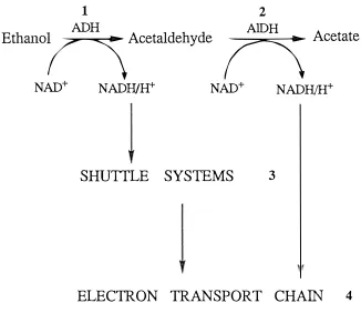 Figure 1.2: 