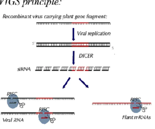 Figure 1.3: Schematic illustrating VIGS of plant mRNAs. The black lines represent the viral genetic material and red represents the inserted plant gene
