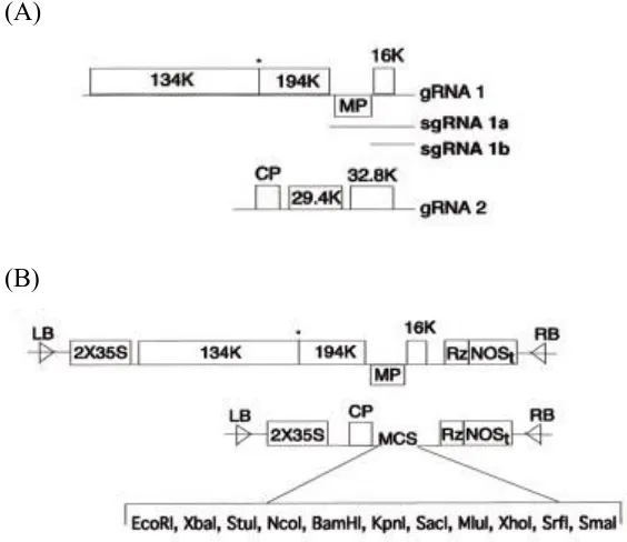 Figure 1.4: Schematic diagram illustrating TRV-based VIGS. (A) The original TRV genome