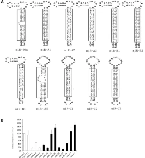Figure 2 Construction of the antiviral miRNA transcripts. (A) The siRNAs A and B were extended and inserted into the miR-30a backbone;siRNA C was extended and inserted into the miR-155 backbone