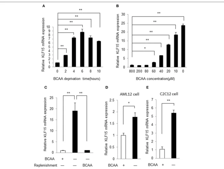FIGURE 1 | BCAA negatively controls KLF15 expression. Quantitative PCR results of KLF15 in MEFs