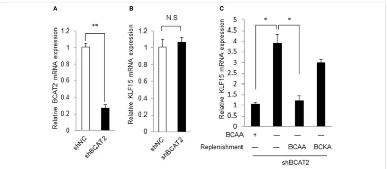 FIGURE 2 | BCAA but not their catabolites regulate KLF15 expression. (A,B) Quantitative PCR results of BCAT2 (A) or KLF15 (B) in MEFs with Bcat2 silencing using shRNA