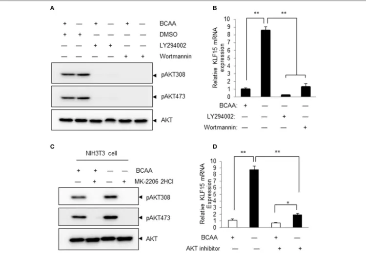 FIGURE 4 | Inhibitors of PI3K and AKT attenuate BCAA-starvation-induced KLF15 expression