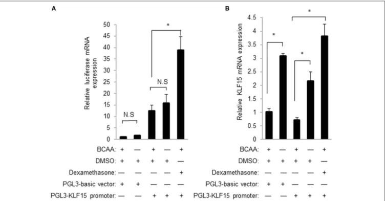FIGURE 6 | BCAA does not directly affect KLF15 promoter activity. Quantitative PCR was performed to measure the mRNA level of luciferase (A) or KLF15 (B) in cells transfected with empty PGL3-basic or KLF15-promoter-driving luciferase constructs and treated