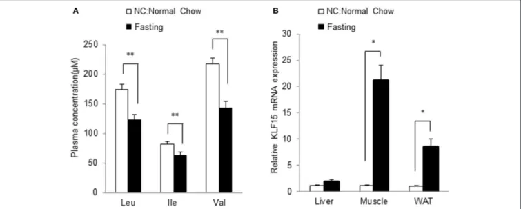 FIGURE 7 | Fasting leads to lower BCAA abundance and higher KLF15 expression in vivo. Mice at 10-week of age were fasted for 12 h