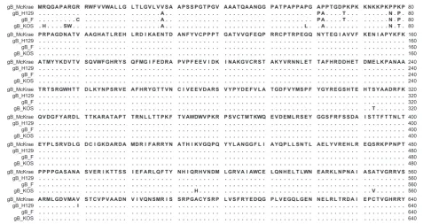 Figure 2 Alignment of the predicted glycoprotein B (gB) amino acid sequences specified by HSV-1 strains McKrae, H129, F and KOS.Amino acids that match the McKrae sequence are represented by dots