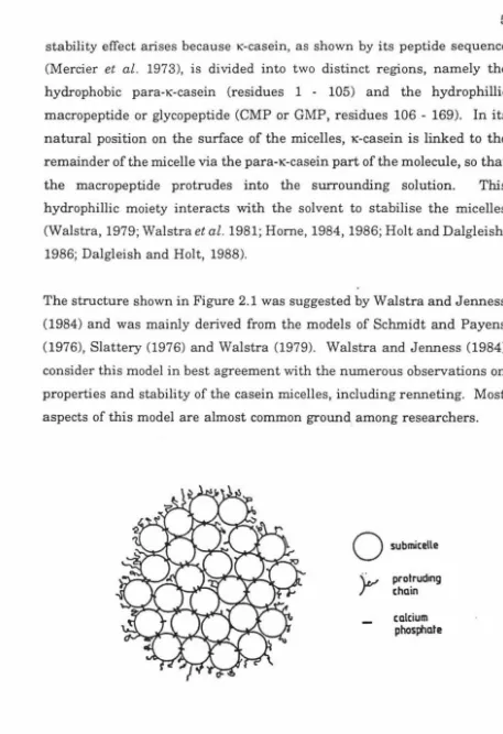 Figure 2.1: Structure of the casein micelle (from Walstra and Jenness, 1984). 