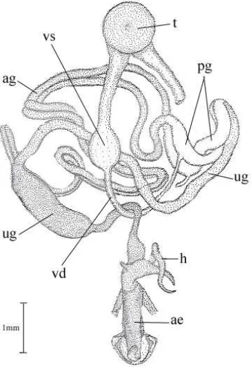 Fig. 2.3 A dorsal view of male reproductive organs of E. kuehniella (from Norris 1932)