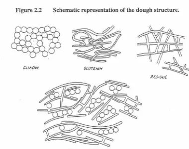 Figure 2.2 Schematic representation of the dough structure. 
