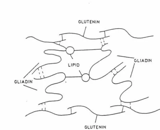 Figure 2.4 Possible location of lipids in the gluten network (Lastztity, 1996) 