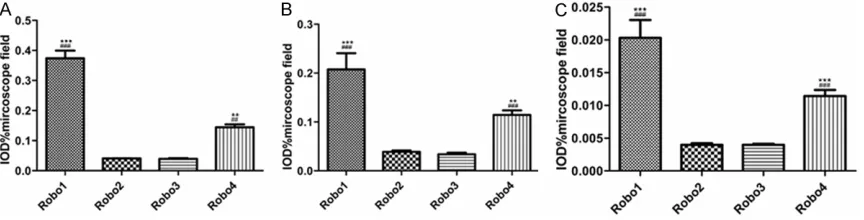 Figure 3. Immunohistochemical staining of Robo protein in T24 cells. A: PBS negative control, B: Robo1 protein, C: PBS negative control, D: Robo2 protein, E: PBS negative control, F: Robo3 protein, G: PBS negative control, H: Robo4 protein