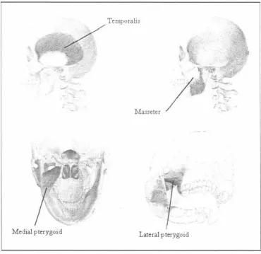 Figure 2-1 The location of muscles that are used in chewing (adapted from Hannam 1997) 