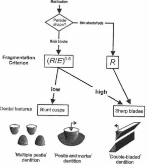 Figure 2-10 The decision of what teeth function to use (adapted from Lucas 2004c) 