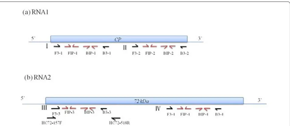 Figure 1 Primer locations. Four sets of primers were designed, named I-IV, which targeted the CP (RNA1) gene and 72 kDa (RNA2) gene ofWYMV