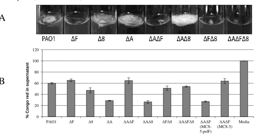 Figure 1. Assessment of Pel formation in various exopolysaccharide-deficient PAO1 mutants:_ΔF, PAO1 ΔpelF;  Δ8, PAO1 Δalg8;  ΔA, PAO1 ΔpslA,  ΔAΔF; PAO1 ΔpslA ΔpelF,  ΔAΔ8;  PAO1 ΔpslA Δalg8, ΔFΔ8; PAO1 Δalg8 ΔpelF, ΔAΔFΔ8; PAO1 ΔpslA ΔpelF  Δalg8