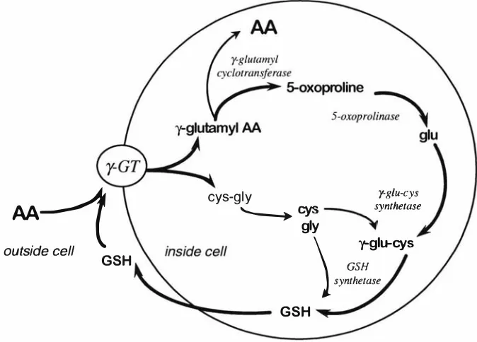 Figure 1.4 The structure of reduced glutathione. 