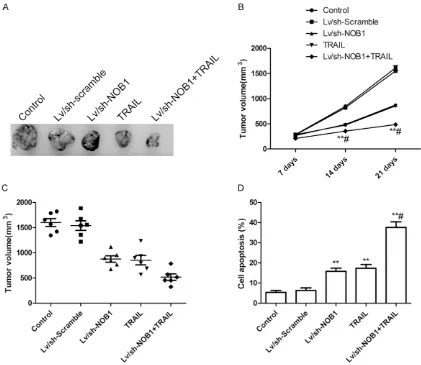 Figure 6. Antitumor activity of TRAIL and Lv/sh-NOB1 on SKOV3 cells xenotransplanted into nude mice