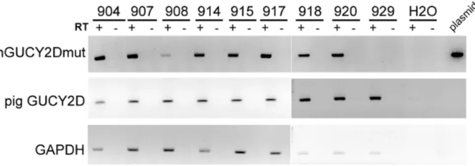 Table 1. Identification of the number of copy and the retinal expression of the transgene in GUCY2D E837D/R838S