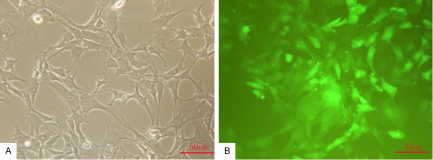 Figure 2. A: In vitro culture of BMSCs. B: Expression of GFP in BMSCs cultured in vitro