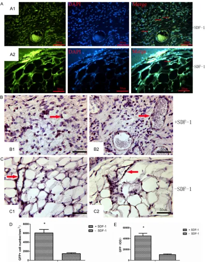 Figure 4. Detection of GFP + BMSCs within the generated tissue. A: Observation under fluorescence microscopy