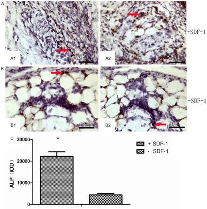 Figure 5. Detection of ALP expression within the generated tissue. A: Detection of ALP expression via immunohis-ALP-positive cells beside the perivascular tissue but not at the vessel wall (as red arrowheads indicated)