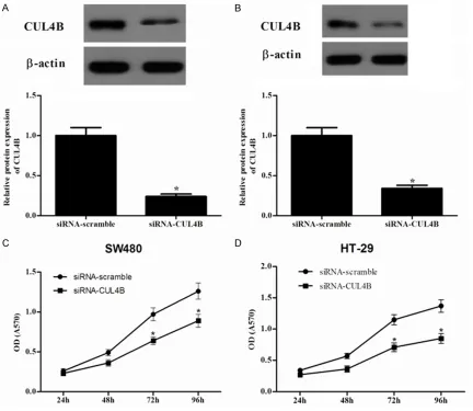 Figure 2. Knockdown of CUL4B expression inhibits cell proliferation in vitro. CUL4B -knockdown SW480 (A) and HT-29 (B) cells was established using siRNA