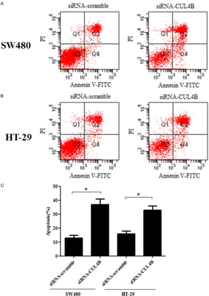 Figure 3. Knockdown of CUL4B expression promotes cell apoptosis in vitro. SW480 and HT-29 cell apoptosis was detected through PI staining and the Annexin V method after 48 h of CUL4B-siRNA transfection, followed by ﬂow cytometry