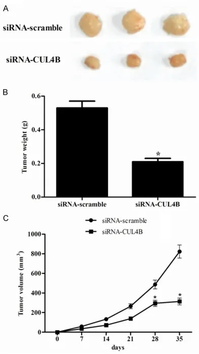 Figure 4. Knockdown of the expression of CUL4B inhibited the tumorigenicity of HT-29 cells in vivo