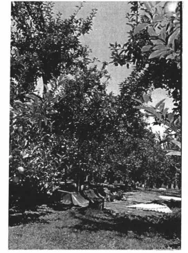 Figure 2.1. Apple trees in the orchard during the fruiting period. 