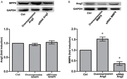 Figure 3. The expression level of MMP9 and Ang2 in primary rat retinal Müller cells of different groups