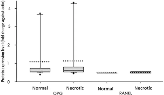 Figure 5. Quantified protein levels of OPG and RANKL. Protein levels were expressed as fold changes against actin in the same tissue and were plotted as the box plot showing 25% quartile, mean and 75% quartile, in addition to 10% and 90% error bar