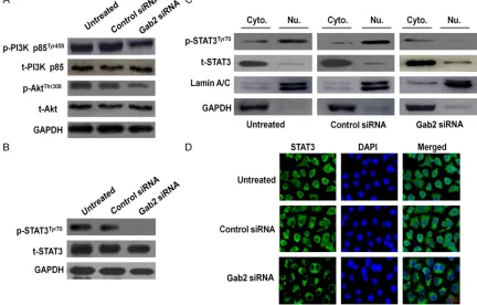 Figure 3. Effects of Gab2 silencing on the PI3K/Akt pathway. A. Expression of PI3K and Akt in Gab2-silenced cells
